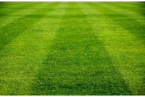Grass Seed versus Grass Rolls