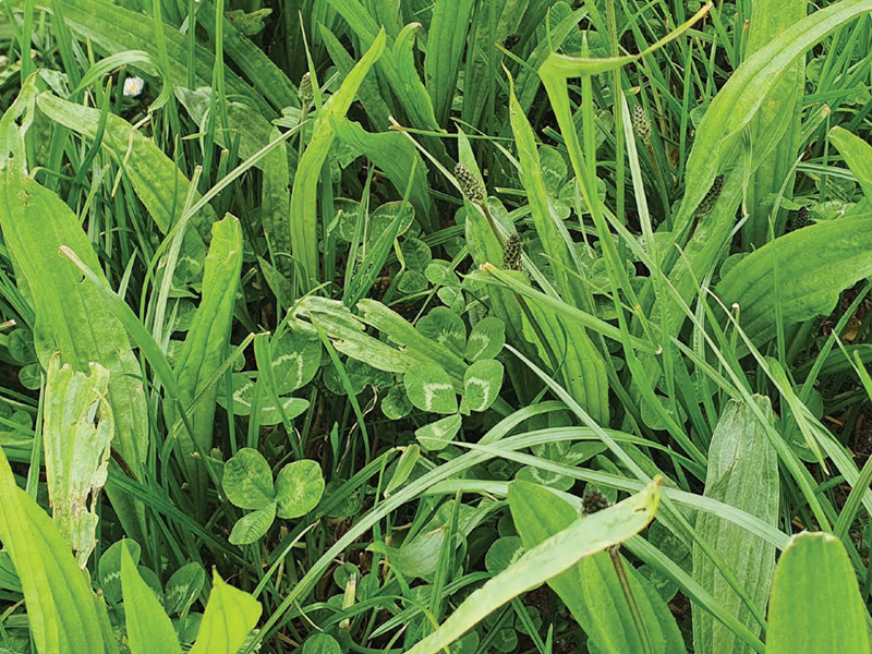 Multi Species 6 Seed Grass 