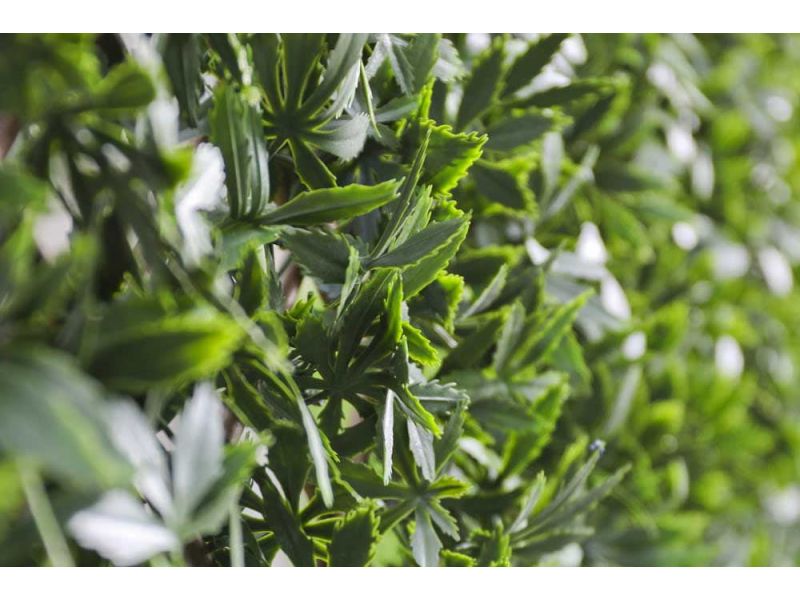Wonderwal Trellis