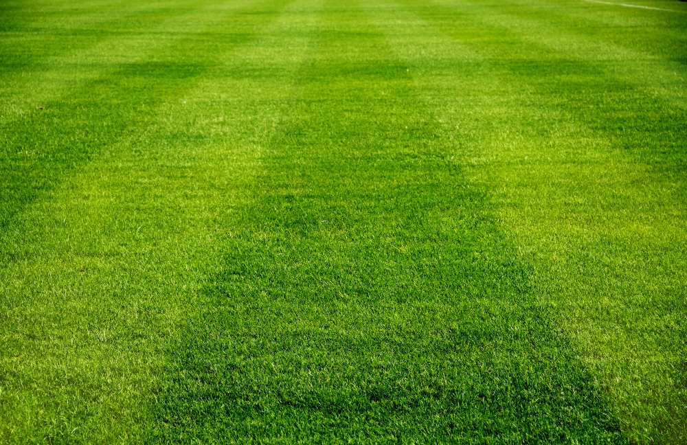 Grass Seed versus Grass Rolls